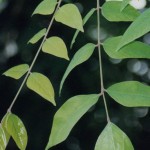 averrhoa_ carambola