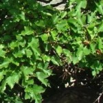 mulberry_leaf