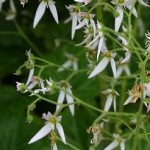 saxifraga _stolonifera